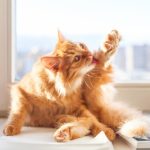 10 Ways to Stop Fleas from Biting Your Cat