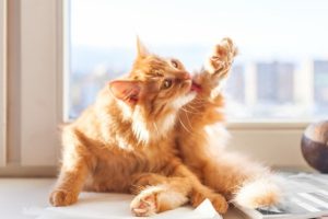 10 Ways to Stop Fleas from Biting Your Cat